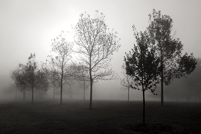 Fog at Wegerzyn Gardens Metro Park Dayton Ohio