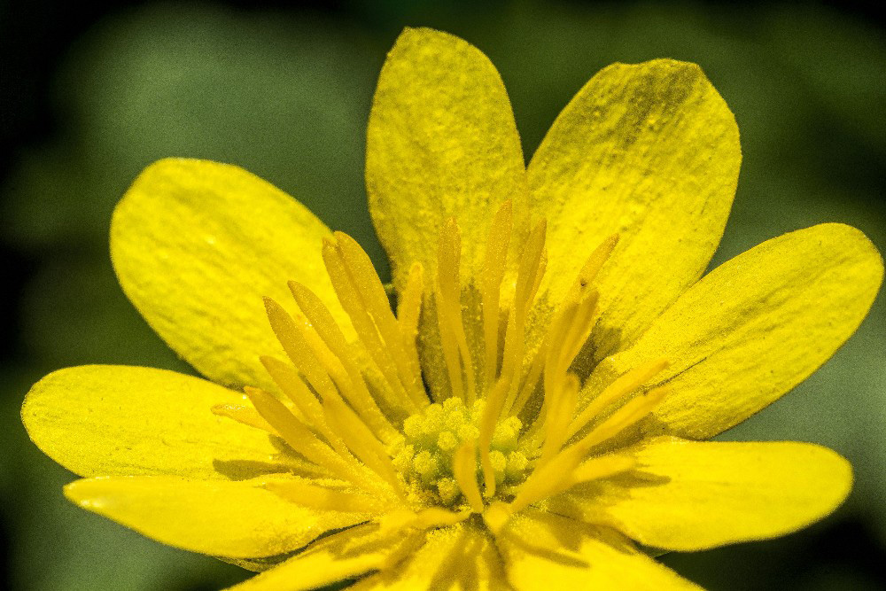 Close up Yellow flower by Dan Cleary of Cleary Creative Photography in Dayton Ohio