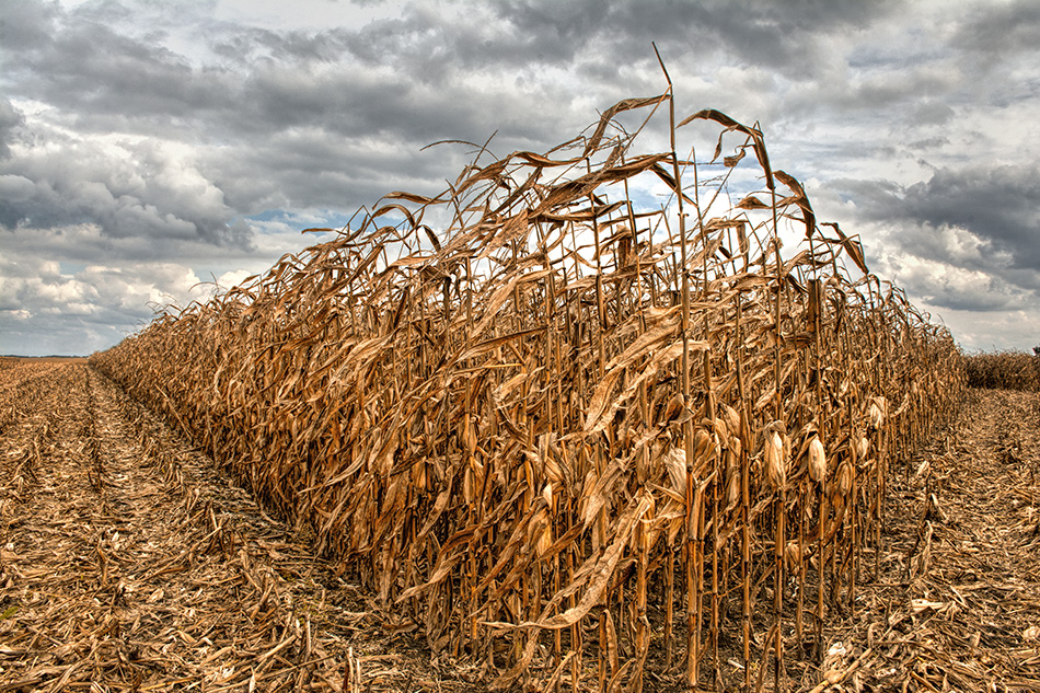 Englewood Ohio Corn Field by Dan Cleary of Cleary Creative Photography in Dayton Ohio