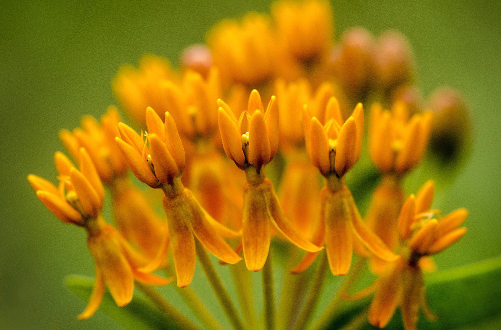 Extreme Close Up of Orange Flowers by Dan Cleary of Cleary Creative Photography in Dayton Ohio