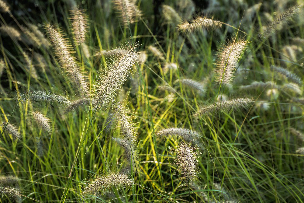 Fall Grasses in Englewood Ohio by Dan Cleary of Cleary Creative Photography in Dayton Ohio