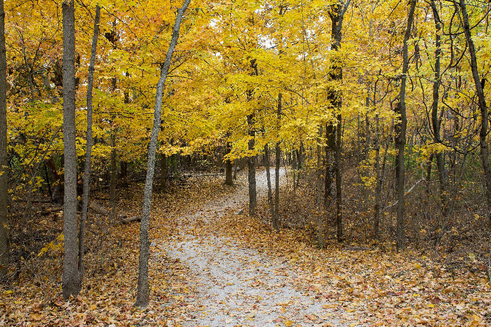Fall woods trail by Dan Cleary of Cleary Creative Photography in Dayton Ohio