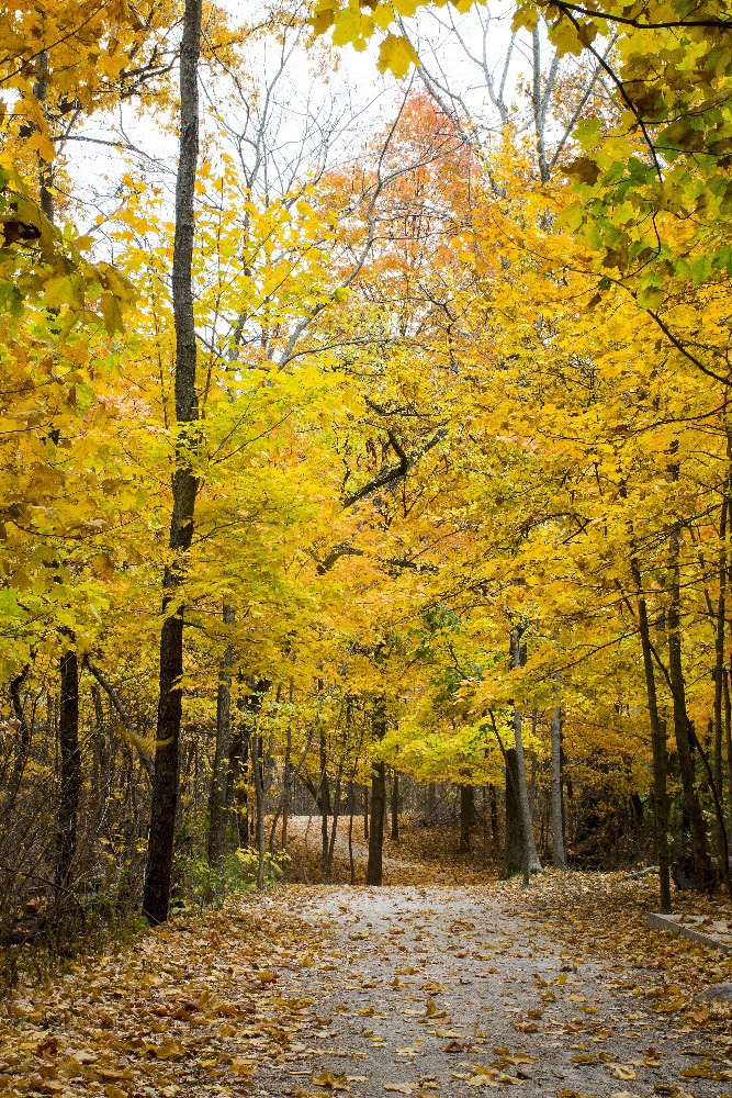 Fall woods with yellow leaves by Dan Cleary of Cleary Creative Photography in Dayton Ohio