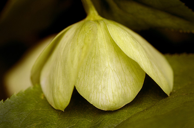 Helleborus flower by Dan Cleary of Cleary Creative Photography in Dayton Ohio