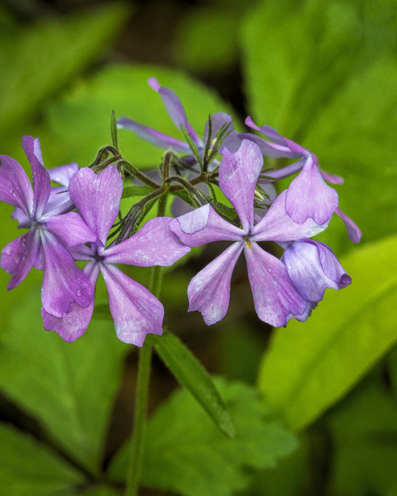 Purple Flowers with green leaves by Dan Cleary of Cleary Creative Photography in Dayton Ohio