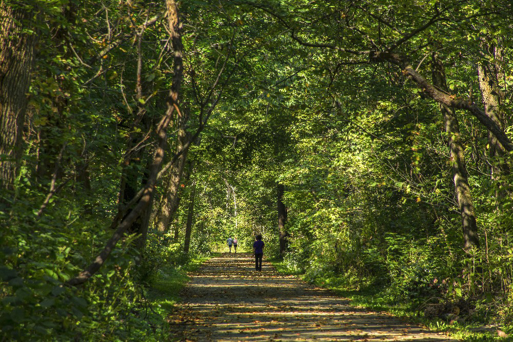 Walking in the woods Englewood Researve by Dan Cleary of Cleary Creative Photography in Dayton Ohio