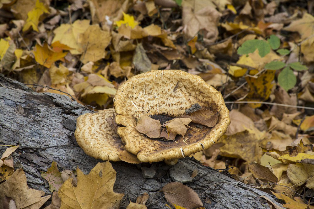 Wild mushroom in woods Miami County Ohioby Dan Cleary of Cleary Creative Photography in Dayton Ohio