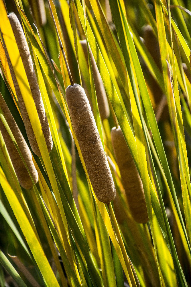 close up cattails Miami County Ohio by by Dan Cleary of Cleary Creative Photography in Dayton Ohio