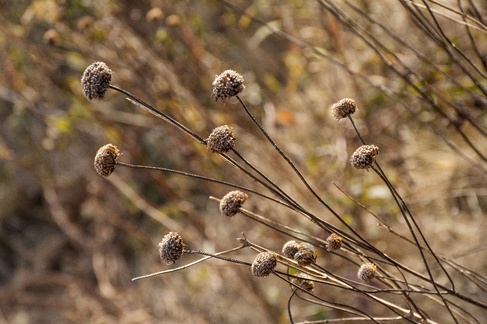 close up of dry fall grasses by Dan Cleary of Cleary Creative Photography in Dayton Ohio