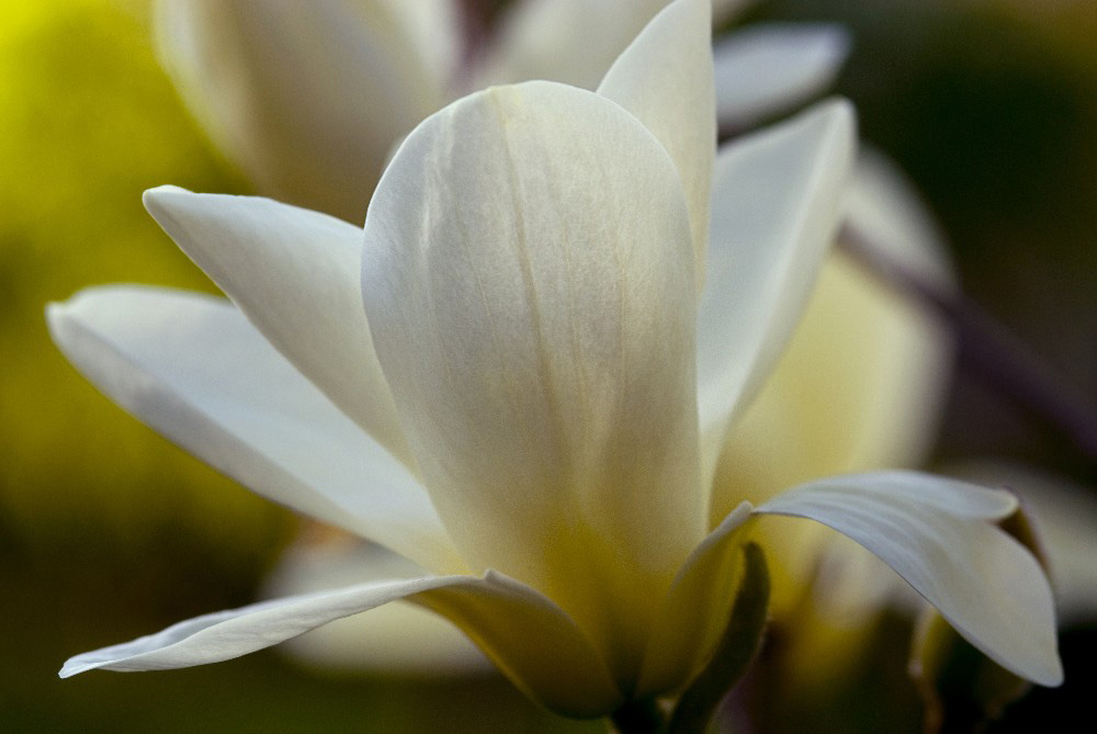 Magnolia blossom fine art photograph by Dan Cleary of Cleary Creative Photography in Dayton Ohio