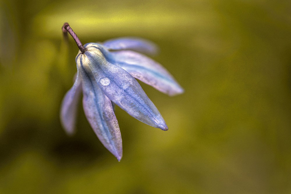 Blue Bells fine art photograph by Dan Cleary of Cleary Creative Photography in Dayton Ohio