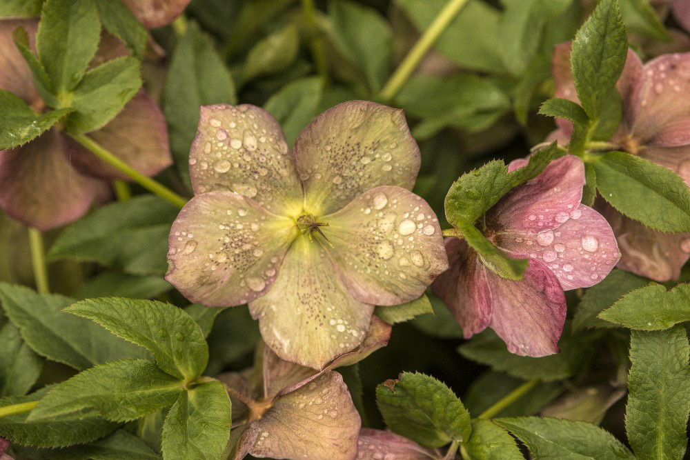 Pink Helleborus fine art photograph by Dan Cleary of Cleary Creative Photography in Dayton Ohio