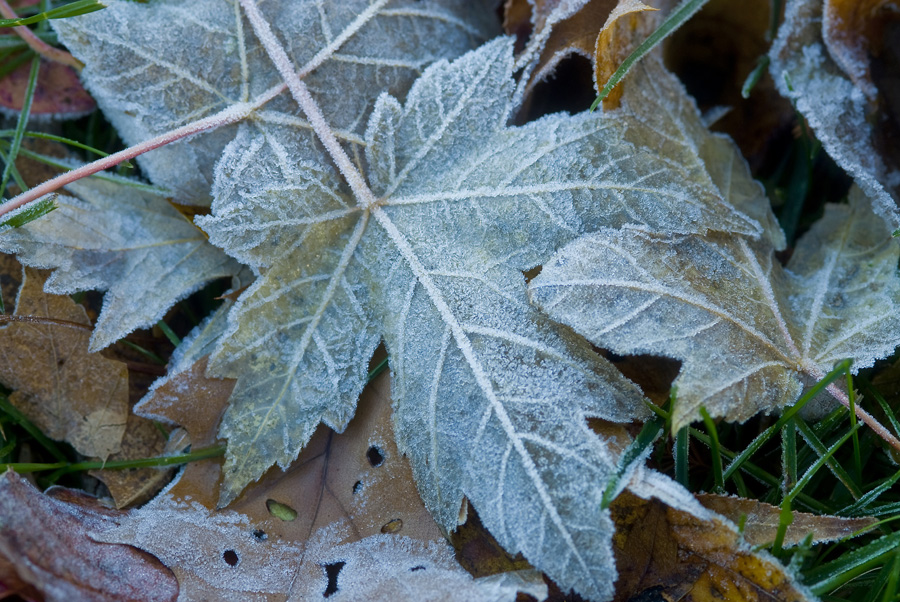 Blue Leaf With Frost By Dan Cleary of Cleary Creative Photography in Dayton Ohio