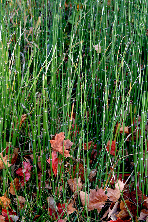 Fall Grasses  By Dan Cleary of Cleary Creative Photography in Dayton Ohio