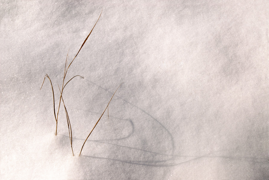 Grasses In The Snow At Wolf Creek By Dan Cleary of Cleary Creative Photography in Dayton Ohio