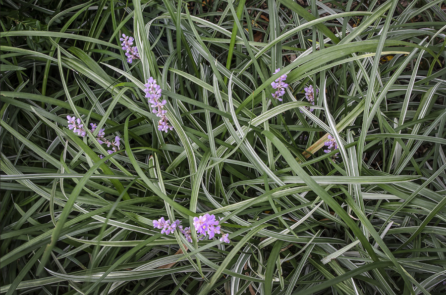   Green Grasses With Purple Flowers By Dan Cleary of Cleary Creative Photography in Dayton Ohio