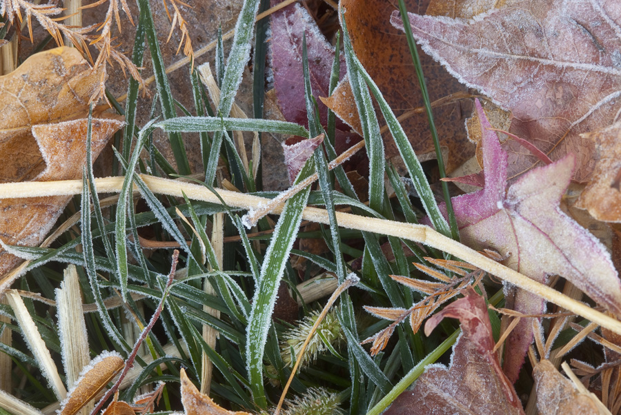 Leaves And Grasses With frost By Dan Cleary of Cleary Creative Photography in Dayton Ohio