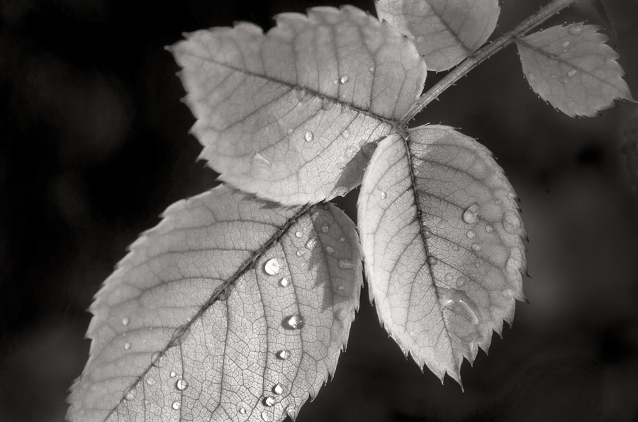 Rose Leaves with Water Drops by Dan Cleary of Cleary Crative Photography in Dayton Ohio