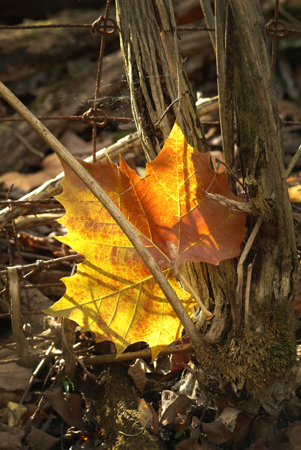 Sunlite Leaf In The Woods By Dan Cleary of Cleary Creative Photography in Dayton Ohio