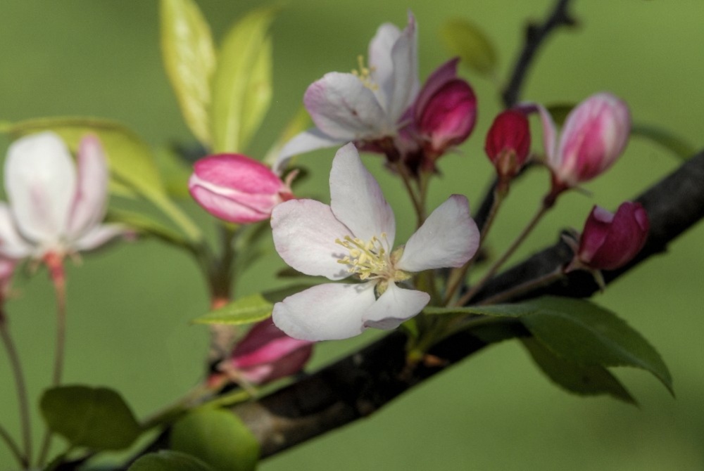 Spring blossoms by Dan Cleary of Cleary Creative Photography in Dayton Ohio