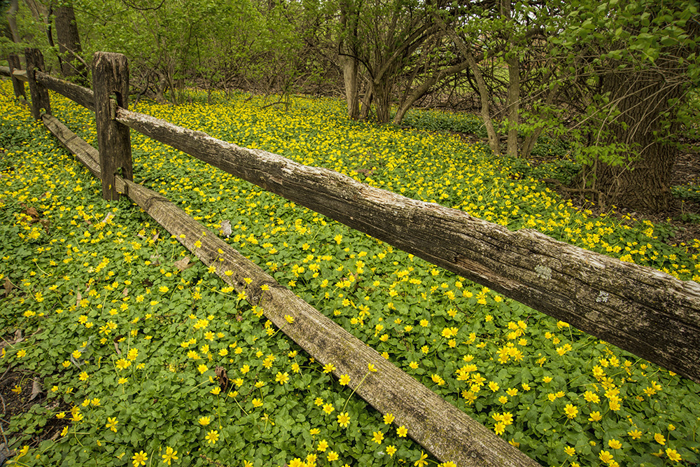 Daffodils & Potenilla with old fence by Dan Cleary of Cleary Creative Photography in Dayton Ohio
