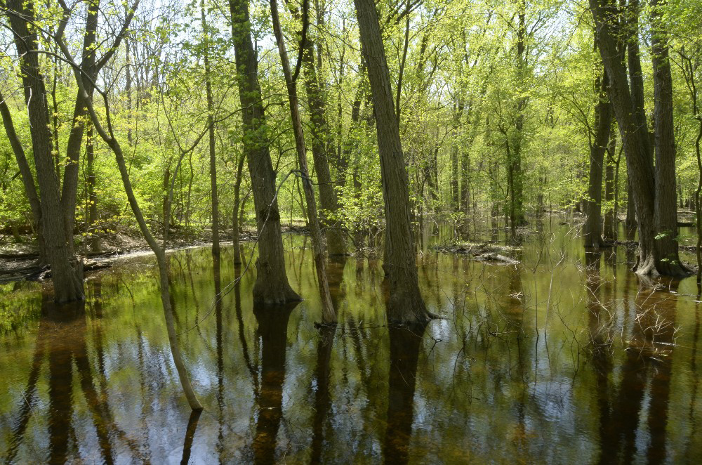 Trees reflecting in water by Dan Cleary of Cleary Creative Photography in Dayton Ohio