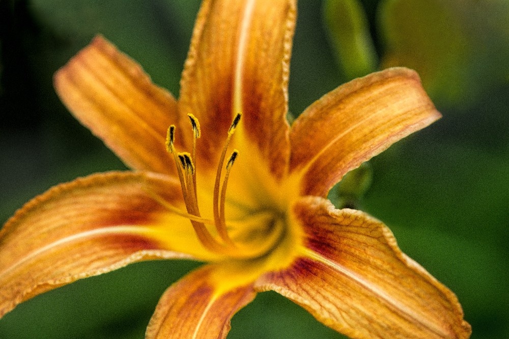 Orange lillie flowers by Dan Cleary of Cleary Creative Photography in Dayton Ohio