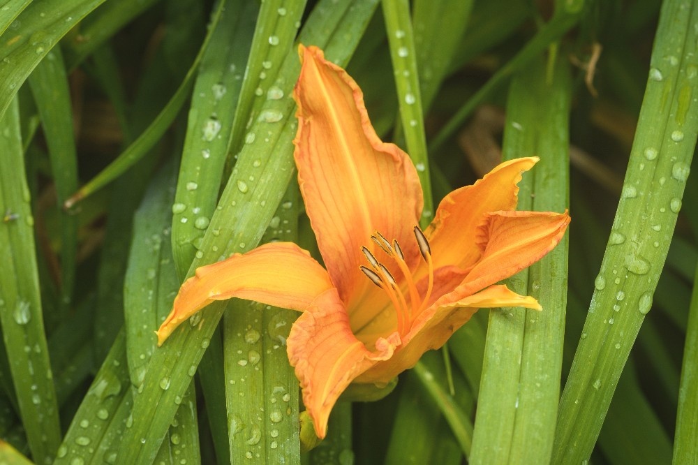 Orange lillie flowers by Dan Cleary of Cleary Creative Photography in Dayton Ohio