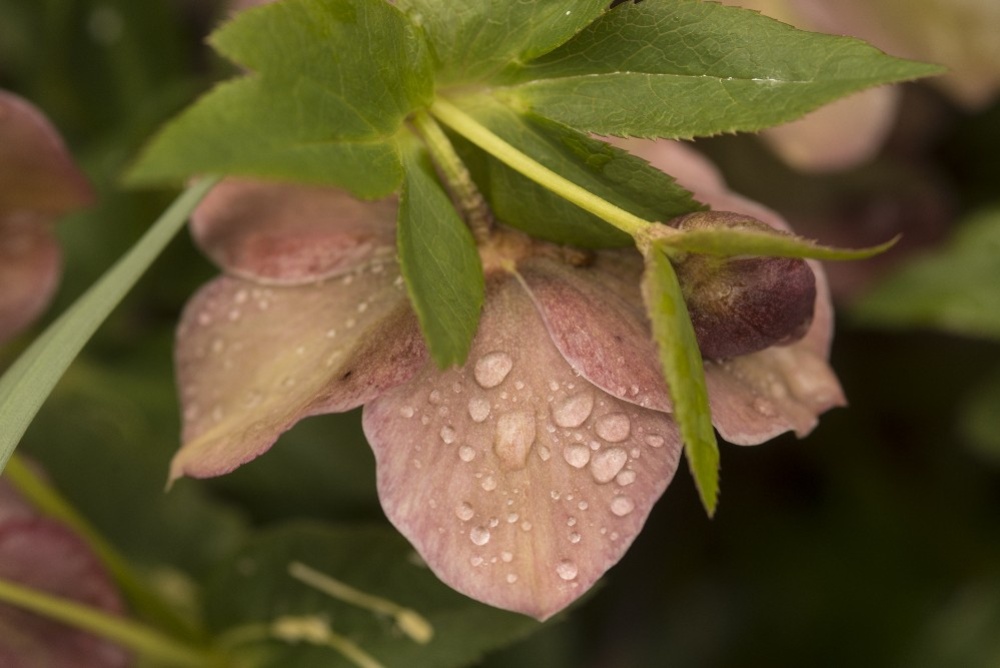 helleborus flower by Dan Cleary of Cleary Creative Photography in Dayton Ohio