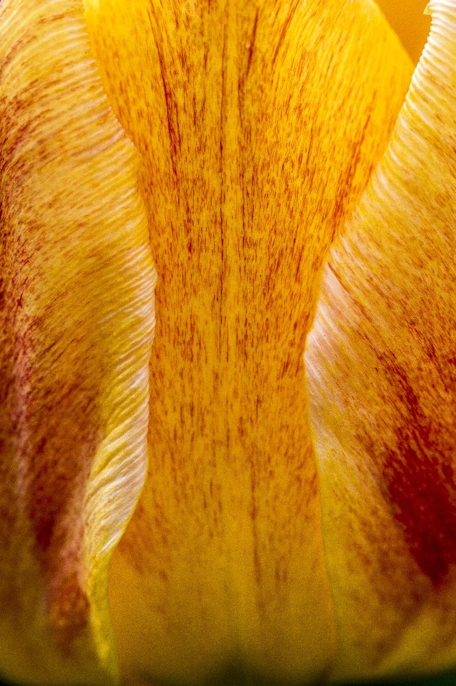 closeup of Tulip by Dan Cleary of Cleary Creative Photography in Dayton Ohio