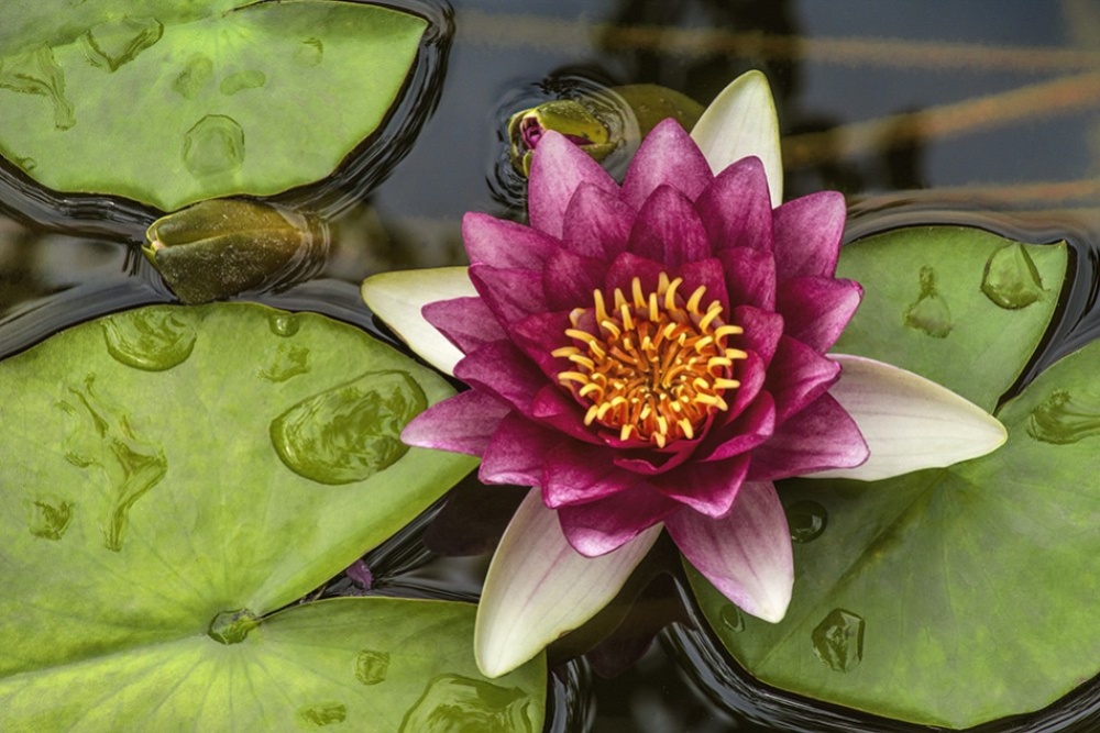 Water lilly by Dan Cleary of Cleary Creative Photography in Dayton Ohio