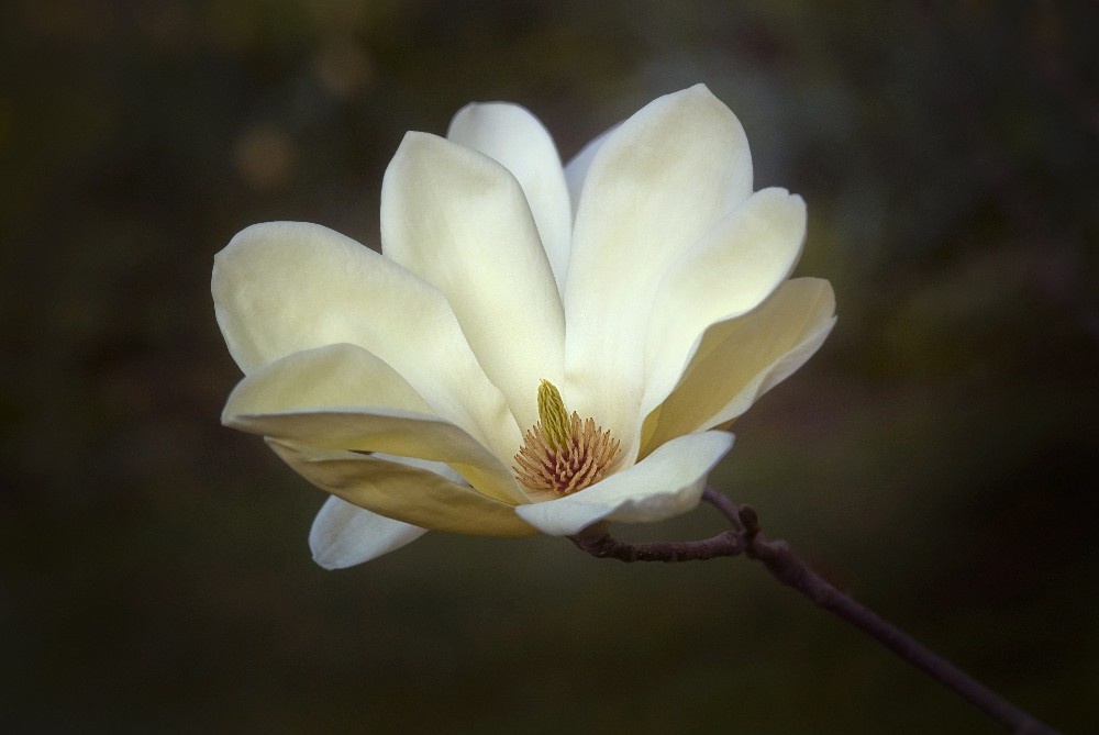 Magnolia blossom by Dan Cleary of Cleary Creative Photography in Dayton Ohio