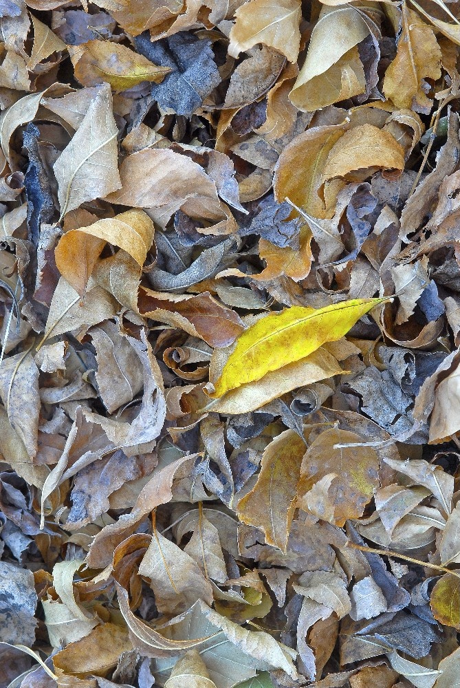 Yellow leaf by Dan Cleary of Cleary Creative Photography in Dayton Ohio