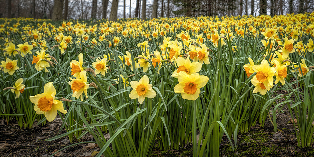Daffodil Panorama by Dan Cleary of Cleary Creative Photography in Dayton Ohio