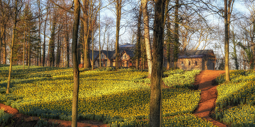 house with a field of daffodils by Dan Cleary of Cleary Creative photography in Dayton Ohio